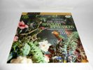 MERCURY GOLDEN IMPORTS - ANTAL DORATI - THE BIRDS - Vinyl LP - SRI  75023