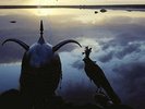 Roxy Music - Avalon ( VINYL 07-21-2017 )