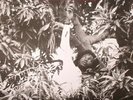 HUDSON, Keith - Flesh Of My Skin Blood Of My Blood - Vinyl (LP)