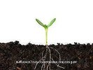 New Music Balance And Composure / Tigers Jaw 