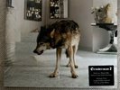 Nick Cave/ Nick Cave And The Bad Seeds/ Grinderman Vinyl Bundle New Unopened
