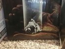Alberto Radius - Carta straccia- Lp  vinile 33 giri CGD 20008 1° Edizione 1977
