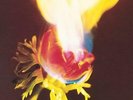 ADORABLE-Against Perfection  VINYL NEW