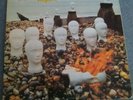 LP CRESSIDA - ASYLUM - SWIRL VERTIGO 6360025 - D 1971 - ULTRASELTEN
