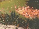 IMAGINARY SOFTWOODS - Gold Fiction Loop Garden - Vinyl (LP)