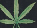 CANNABIS JOINT EFFORT ACID ARCHIVES VG RARE PRIVATE GARAGE PSYCH LP