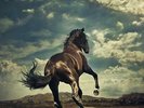 Western Stars (LP Vinyl Color Variant) - Bruce Springsteen LIMITED EDITION