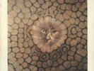 Cat Food + Sleeve - VG King Crimson UK 7