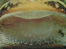 Froggie Beaver - From The Pond LP - Froggie Beaver - Private Prog Psych VG+
