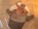 Ac/dc - You Shook Me All Night Long 7” Picture Disc Vinyl Record (1986) Rare