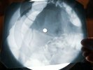 Black Sabbath Paranoid X Ray USSR Vinyl Record Music on Bones Roentgen