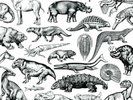 Moschops - Skratch Fossils Skipless Scratch Vinyl CUT and Paste Records 12