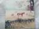 Bill Callahan Vinyl Record - Sometimes I Wish We Were An Eagle - Like New