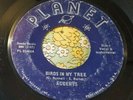 Rhode Island Garage Punk Teenbeat Fuzz 45 Accents Birds In My Tree PLANET HEAR