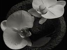 Mike Patton & Jean-Claude Vannier Corpse Flower Vinyl LP New Pre Order 13/09/19