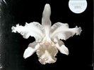 2LP KINGS OF LEON AHA SHAKE HEARTBREAK  TRANSPARENT VINYL