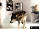 Grinderman 2 12