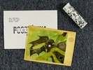 LED ZEPPELIN Rock And Roll  POSTCARD FLEXI DISC 45rpm grasshopper Poland