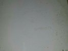 The White Album- The Beatles/ with serial number/SWBO-101