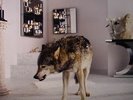 GRINDERMAN - Grinderman 2 - Vinyl (LP + booklet + insert)