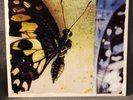 Moonspell The Butterfly Effect LP 1990 Century Media