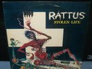 Rattus-