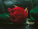 Nusrat Fateh Ali Khan & Michael Brook - Night Song - LP Vinyl - New
