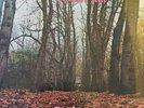 THINK PINK & SOUND OF SILK DEMOS Double LP AKARMA Signed Limited EDITION