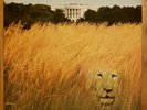 White Lion - Big Game LP Vinyl Orig Club Pressing 81969-1 Sterling A/B Wax NM-
