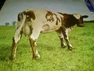 PINK FLOYD-ATOM HEART MOTHER 1970 ORIGINAL VINYL ALBUM 1970 HARVEST EXCELLENT