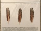 APPLESEED CAST Low Level Owl: Volumes I + II 3X LP Silver Vinyl Limited To 1000