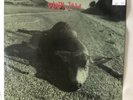 PEARL JAM Who Killed Rudolph? Ltd Ten Club Xmas 7