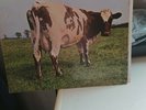 pink floyd Atom Heart Mother vinyl 