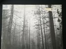 The Cure - 'A Forest' (FICSX10) 1980 1st Press 12