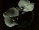 Mike Patton Jean-Claude Vannier - Corpse Flower COLOURED vinyl LP IN STOCK