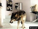 Grinderman 2 12 Vinyl  CD [VINYL]