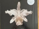 KINGS OF LEON AHA SHAKE HEARTBEAT LIMITED EDITION TRANSPARENT DOUBLE VINYL SET