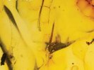 CRUMB: JINX (TRANSLUCENT YELLOW) {LP vinyl}