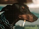 SPESH-FAMOUS WORLD (BLUE) (OFV) (DLCD) VINYL LP NEW