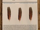 THE APPLESEED CAST - Low Level Owl: Volumes I+II 3LP Color Vinyl Rare Limited