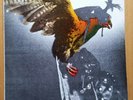 Budgie In for the Kill 1974 Lp MCA