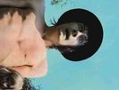 Fleetwood Mac - Mr. Wonderful (Vinyl)