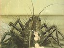 Birth Control - Operation