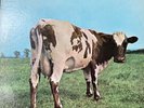 Pink Floyd, ATOM HEART MOTHER.  1970 Harvest USA   US MILITARY COPY   RARE