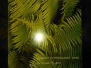 EDGAR FROESE - Ypsilon in Malaysian Pale (Lp, Gatefold, Tangerine Dream)