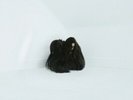 Chelsea Wolfe Hiss Spun Vinyl / 12