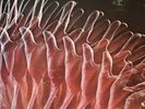 The Electric Prunes Release Of An Oath Lp