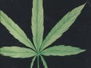 CANNABIS:  joint effort PRIVATE PSYCH GARAGE AMPHION SEAHORSE VG LP RARE