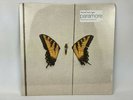 Paramore Brand New Eyes Limited Edition Vinyl Yellow Opaque w/ Black Swirl New