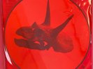 Alice In Chains-The Devil Put Dinosaurs Here 2xLP (L.E picture disc) **NEW **